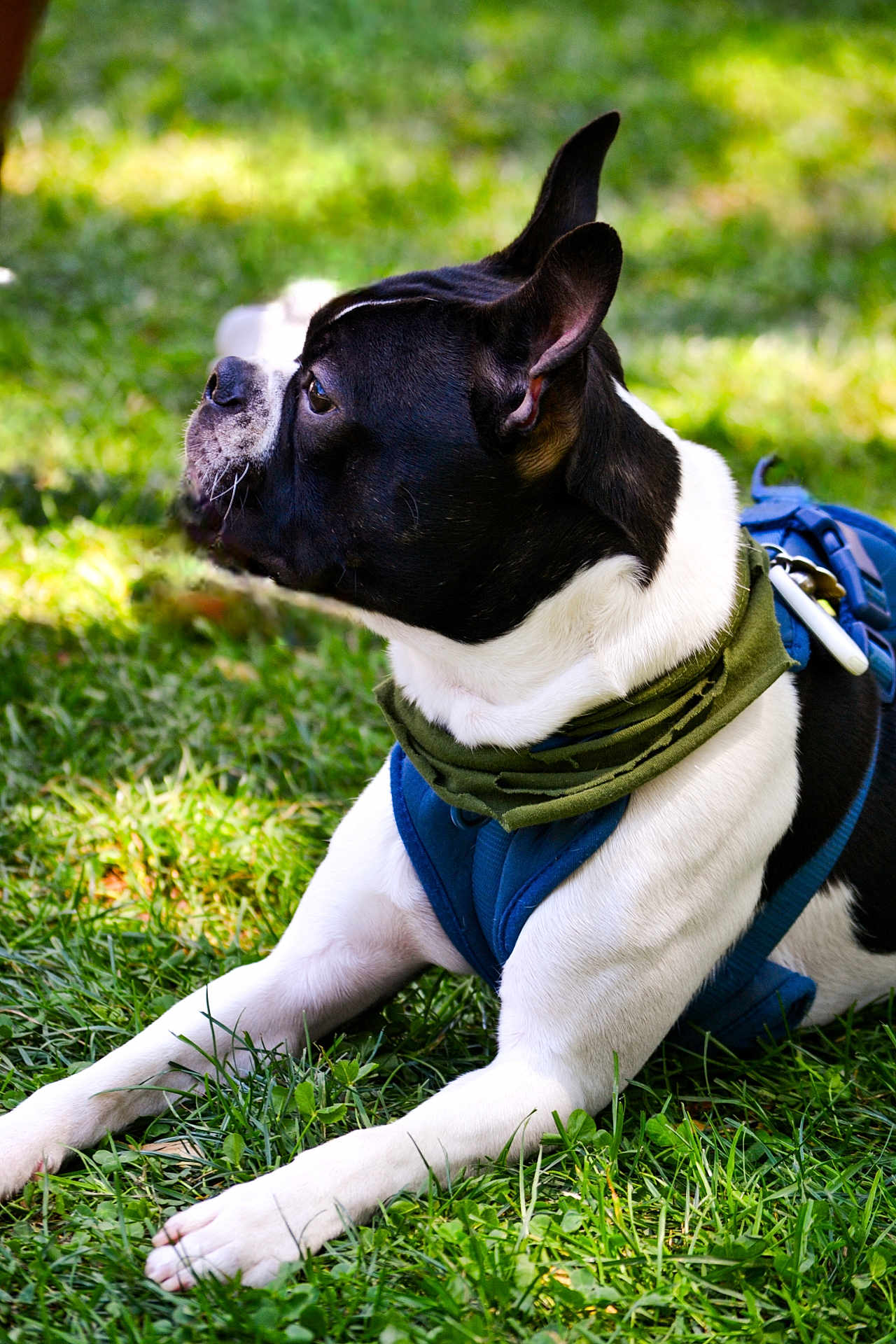 Bowser joined the competition — help win amazing prizes! dog, black_and_white, grass, outdoor, pet, canine, harness, bandana, animal, side_view, relaxed, daylight, nature, muzzle, ears, paw, fur, alert, domestic_animal, park