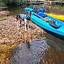 Bowser joined the competition — help win amazing prizes! dog, boston_terrier, life_jacket, kayak, paddle, water, river, rocks, person, fishing, trees, forest, outdoor, nature, summer, sunlight, adventure, recreation, standing, animal
