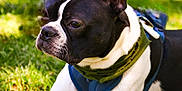 Bowser joined the competition — help win amazing prizes! dog, boston_terrier, pet, animal, outdoor, grass, greenery, canine, black_and_white, ears, harness, scarf, sunlight, resting, curious, portrait, mammal, nature, summer, closeup