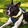 dog, boston_terrier, pet, animal, outdoor, grass, greenery, canine, black_and_white, ears, harness, scarf, sunlight, resting, curious, portrait, mammal, nature, summer, closeup