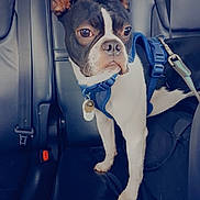 Bowser joined the competition — help win amazing prizes! dog, boston_terrier, car_interior, leather_seat, blue_harness, pet, animal, alert, standing, window, seatbelt, black_and_white, canine, domestic_animal, transportation, looking_outside, vehicle, young_dog, indoor, companion