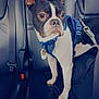 dog, boston_terrier, car_interior, leather_seat, blue_harness, pet, animal, alert, standing, window, seatbelt, black_and_white, canine, domestic_animal, transportation, looking_outside, vehicle, young_dog, indoor, companion