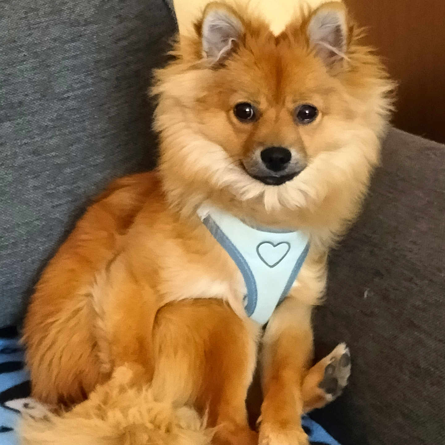 Vicky a rejoint le concours — aidez-le/la à gagner de superbes lots ! alert, animal, blanket, comfortable, companion, couch, cute, dog, ears, fluffy, fur, harness, heart_pattern, indoor, paws, pet, relaxed, sitting, small_dog, tail