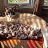 cat, siamese_cat, indoor, sunlight, window, blanket, leopard_print, feline, pet, resting, cozy, shadow, striped_shadow, fur, animal, domestic_cat, relaxing, home, curtains, cushion