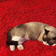 Nougat participe au concours pour gagner de l'argent avec cette photo : cat, sleeping, red_rug, fluffy_rug, indoor, pet_bed, leopard_print, cozy, resting, animal, feline, white_paws, brown_fur, black_ears, relaxation, domestic_cat, home, quiet, soft_texture, comfort