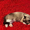 cat, sleeping, red_rug, fluffy_rug, indoor, pet_bed, leopard_print, cozy, resting, animal, feline, white_paws, brown_fur, black_ears, relaxation, domestic_cat, home, quiet, soft_texture, comfort