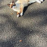 cat, blue_eyes, relaxed, asphalt, outdoor, sunlight, shadow, animal, pet, fur, white_paws, brown_fur, tail, whiskers, nature, daylight, texture, cute, lying_down, calm