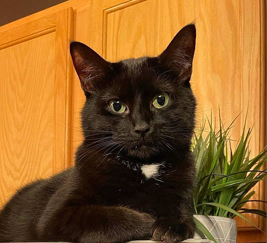 Gypsy is registered to the contest to win money with this photo: black_cat, bombay, carnivore, cat, domestic_short_haired_cat, felidae, flowerpot, fur, grass, herb, houseplant, plant, sitting, small_to_medium_sized_cats, snout, tail, terrestrial_animal, whiskers, window