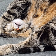 Moussia participe au concours pour gagner de l'argent avec cette photo : cat, tabby, sleeping, paw, fur, striped, pet, animal, cute, relaxed, cozy, resting, whiskers, tail, indoor, blanket, soft, mammal, domestic, feline