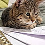 Moussia participe au concours pour gagner de l'argent avec cette photo : cat, tabby_cat, pet, animal, feline, bed, notebook, paper, writing, close_up, indoor, fur, whiskers, green_eyes, resting, curious, soft_focus, cushion, furniture, home