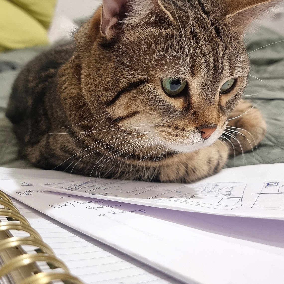 Moussia participe au concours pour gagner de l'argent avec cette photo : animal, bed, cat, close_up, curious, cushion, feline, fur, furniture, green_eyes, home, indoor, notebook, paper, pet, resting, soft_focus, tabby_cat, whiskers, writing