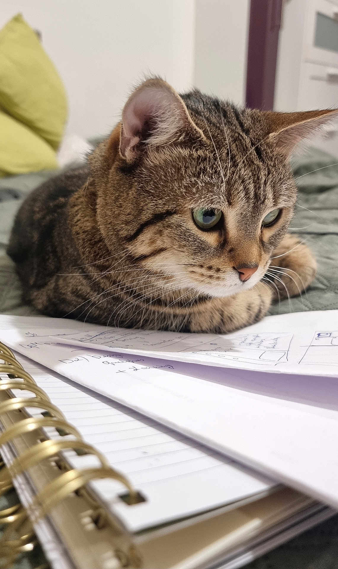 Moussia participe au concours pour gagner de l'argent avec cette photo : cat, tabby_cat, pet, animal, feline, bed, notebook, paper, writing, close_up, indoor, fur, whiskers, green_eyes, resting, curious, soft_focus, cushion, furniture, home