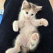 Yumi a rejoint le concours — aidez-le/la à gagner de superbes lots ! animal, black_jeans, cat, cute, domestic, floor, fluffy, fur, gray, indoor, kitten, lap, paw, pet, pink_paw, relaxed, small, tile, white, young