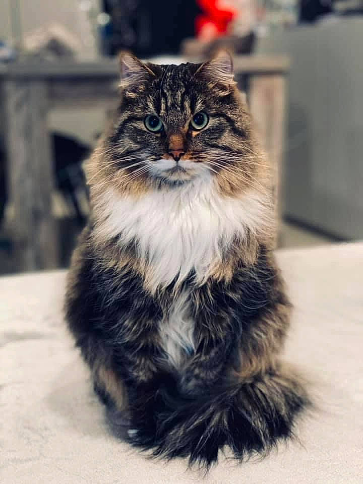 Piccolo participe au concours pour gagner de l'argent avec cette photo : british_longhair, carnivore, cat, domestic_long_haired_cat, felidae, fur, maine_coon, small_to_medium_sized_cats, snapshot, snout, vertebrate, whiskers
