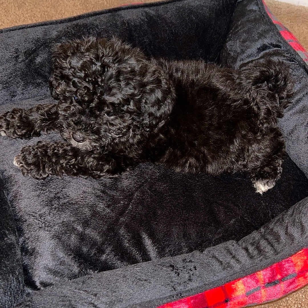 Oreo joined the competition — help win amazing prizes! animal, black_fur, carpet, comfort, cozy, curly_fur, cute, dog, domestic_animal, fur, indoor, laying_down, pet_bed, puppy, red_plaid, relaxation, resting, sleepy, small_dog, soft