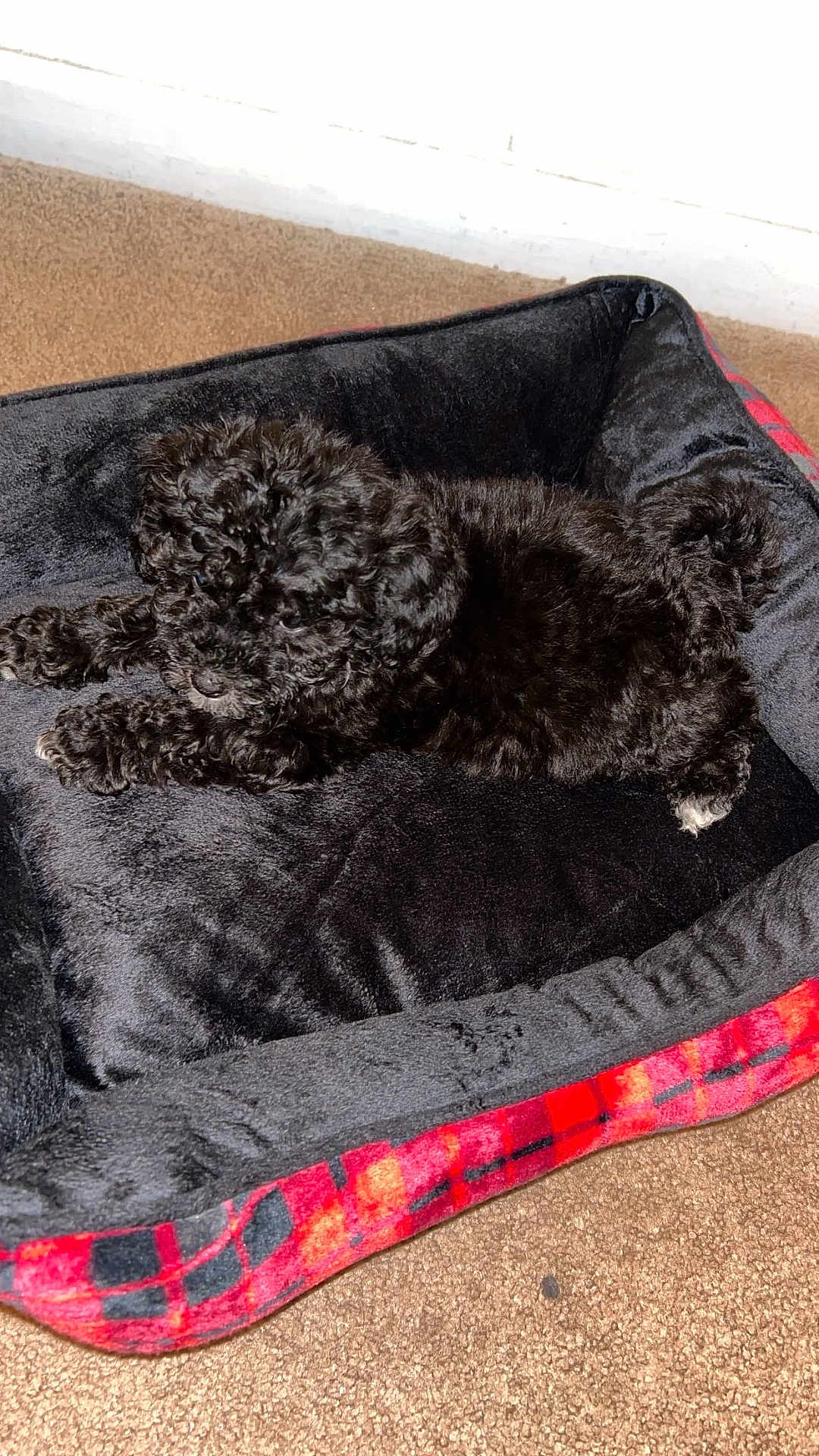 Oreo joined the competition — help win amazing prizes! puppy, dog, pet_bed, black_fur, curly_fur, carpet, indoor, resting, cute, small_dog, cozy, animal, fur, sleepy, laying_down, domestic_animal, red_plaid, soft, comfort, relaxation