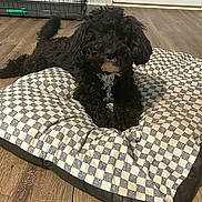 Oreo is registered to the contest to win money with this photo: dog, black_dog, pet, indoor, floor, cushion, checkered_pattern, crate, tail, fur, animal, relaxed, wooden_floor, white_patch, curious, canine, companion, lying_down, comfortable, home