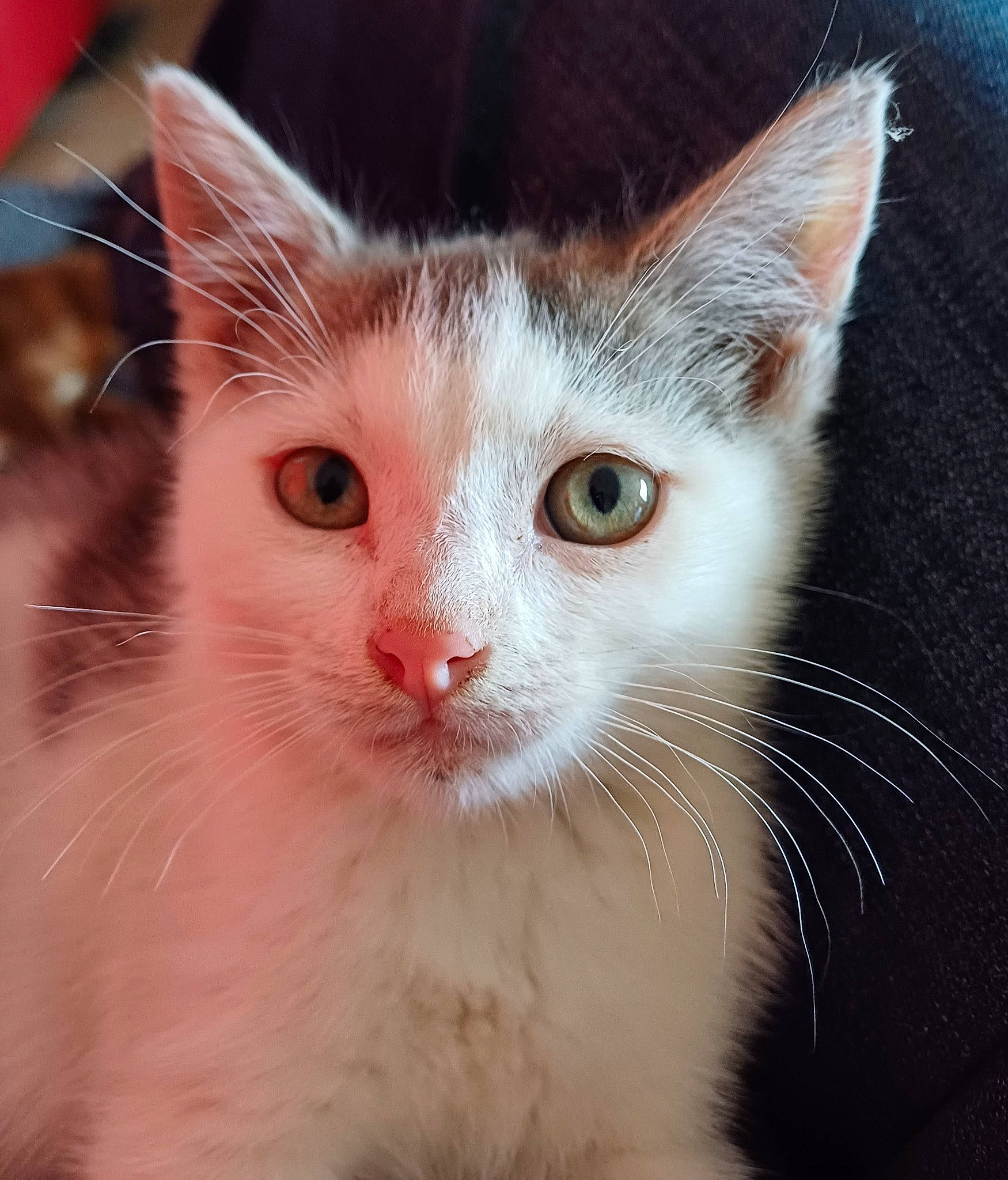 Onyx participe au concours pour gagner de l'argent avec cette photo : carnivore, cat, domestic_short_haired_cat, fawn, felidae, fur, no_expression, paw, small_to_medium_sized_cats, snout, tail, terrestrial_animal, whiskers, window