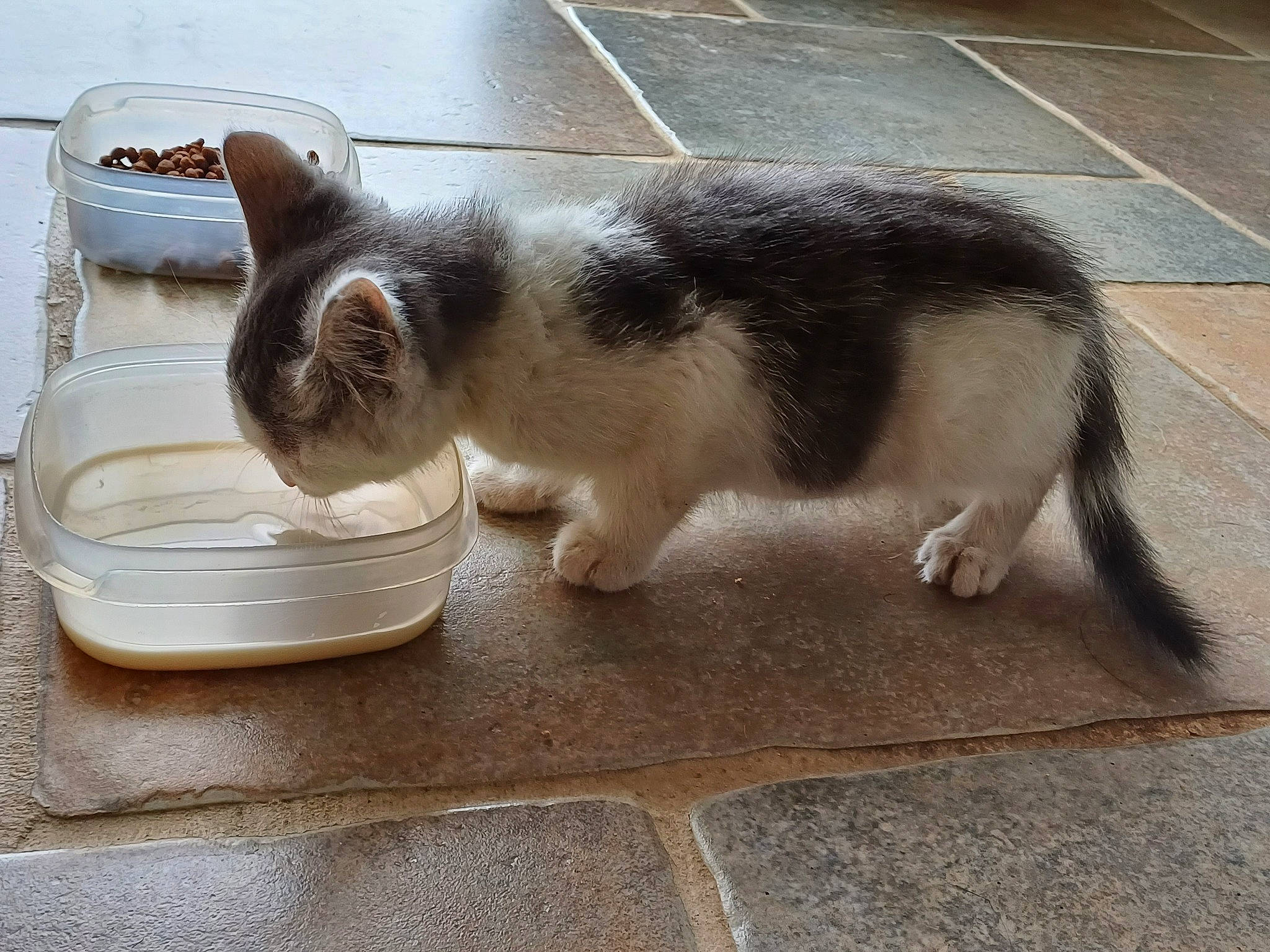 Onyx participe au concours pour gagner de l'argent avec cette photo : asphalt, carnivore, cat, claw, comfort, curb, domestic_short_haired_cat, felidae, flooring, fur, paw, road_surface, scale, serveware, small_to_medium_sized_cats, snout, tail, whiskers, window, wood