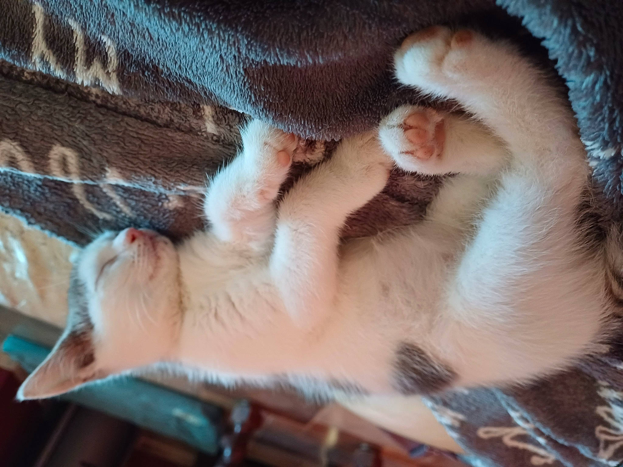 Onyx participe au concours pour gagner de l'argent avec cette photo : carnivore, cat, claw, collar, comfort, domestic_short_haired_cat, ear, eyelash, fawn, felidae, foot, fur, gesture, nail, nose, paw, small_to_medium_sized_cats, snout, sporting_group, whiskers