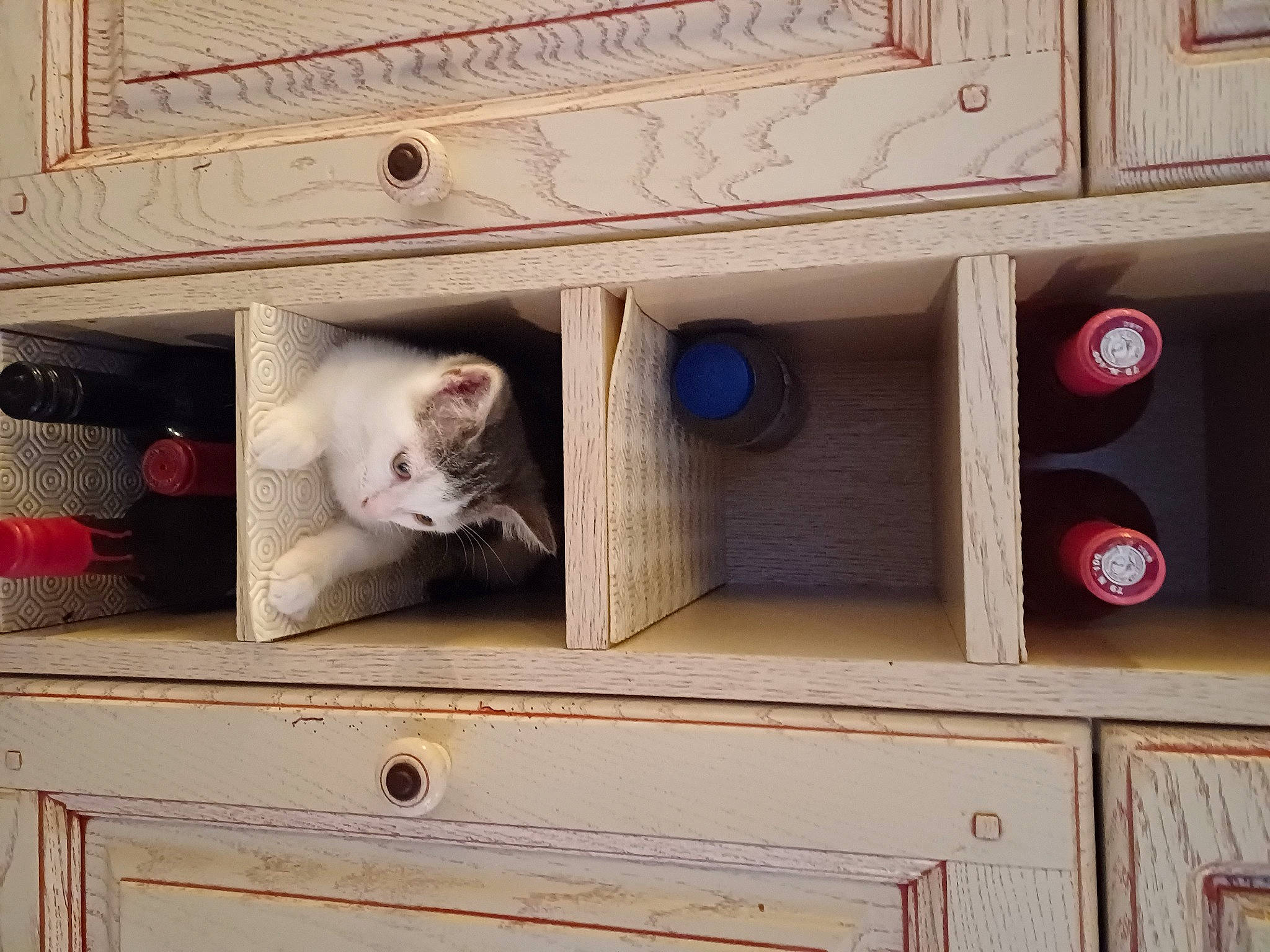 Onyx a rejoint le concours — aidez-le/la à gagner de superbes lots ! box, cabinetry, carnivore, cat, chest_of_drawers, cupboard, domestic_short_haired_cat, drawer, facade, felidae, fur, hardwood, house, plywood, shelf, shelving, small_to_medium_sized_cats, table, whiskers, wood