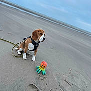 Vaïa participe au concours pour gagner de l'argent avec cette photo : animal, beach, beagle, canine, cloudy, cute, dog, footprints, harness, leash, nature, octopus_toy, outdoor, pet, playful, puppy, sand, sea, sky, toy