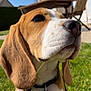 Vaïa a rejoint le concours — aidez-le/la à gagner de superbes lots ! backyard, beagle, brown, canine, close_up, collar, cute, daytime, dog, ears, garden, grass, house, leash, nose, outdoor, pet, puppy, sunlight, white
