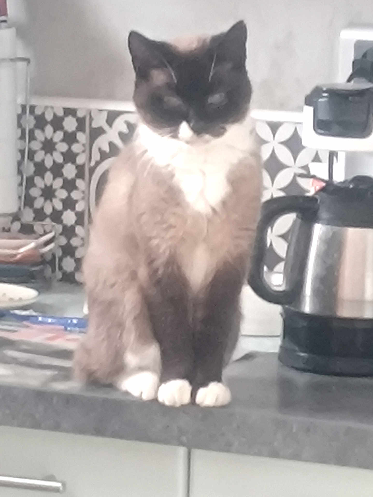 Gigi