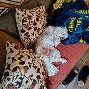 Raven a rejoint le concours — aidez-le/la à gagner de superbes lots ! blanket, blue_blanket, casual, comfort, couch, cozy, dog, floral_pattern, fur, home, indoor, living_room, pet, pillow, relaxing, resting, sleeping, sneakers, tiled_floor, white_dog