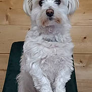 Raven participe au concours pour gagner de l'argent avec cette photo : dog, white_dog, pet, sitting, chair, table, puzzle, wooden_wall, indoor, curious, fur, animal, companion, cute, small_dog, front_view, looking, domestic, paws, household