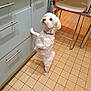 animal, cabinet, chair, collar, curious, cute, dog, domestic, floor, fur, home, indoor, kitchen, looking_up, pet, small_dog, standing, tile_floor, waiting, white_dog