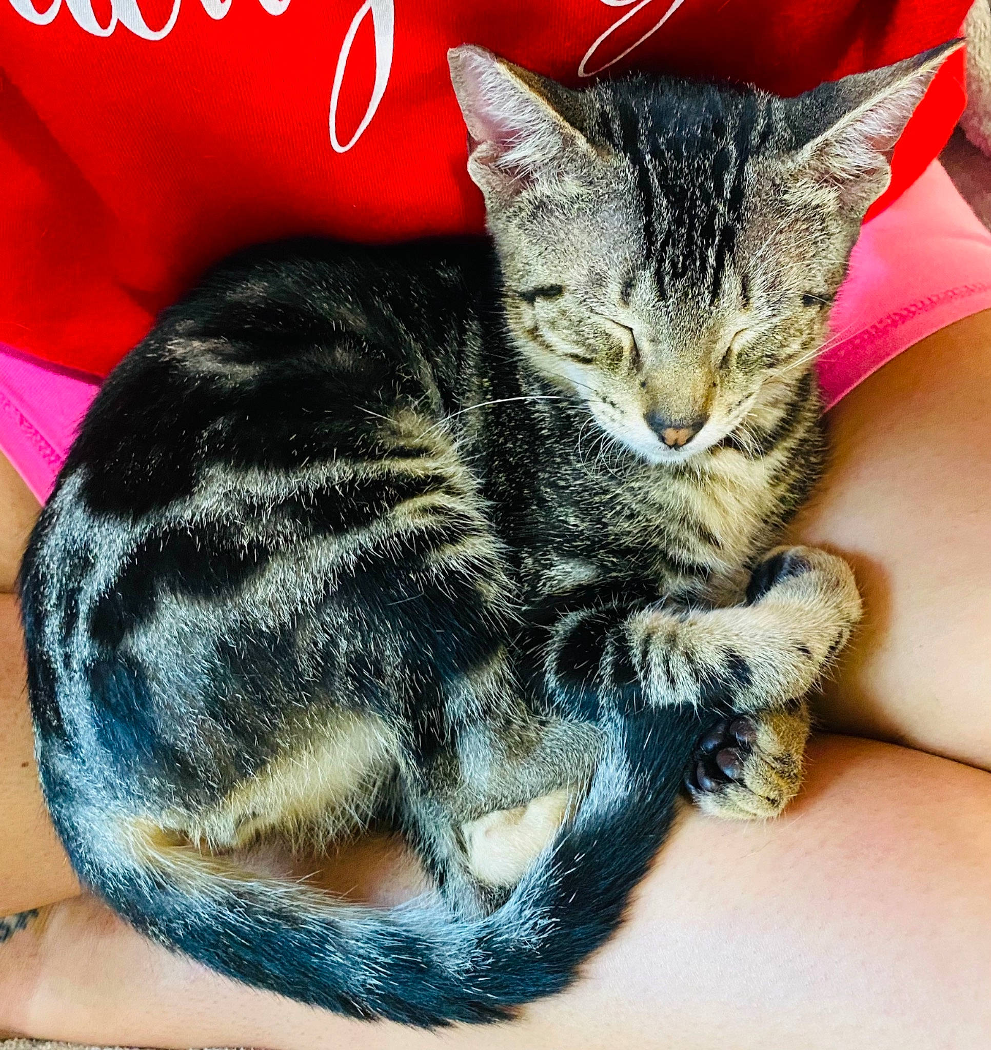 Jasper joined the competition — help win amazing prizes! carnivore, cat, claw, comfort, domestic_short_haired_cat, event, felidae, font, fur, mammal, nap, paw, photography, small_to_medium_sized_cats, snout, tail, terrestrial_animal, vertebrate, whiskers, wildlife