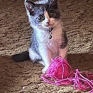Diva is registered to the contest to win money with this photo: kitten, cat, gray_and_white, yarn, pink, ball_of_yarn, carpet, indoor, pet, cute, playful, collar, bell, fur, whiskers, sitting, young_cat, animal, domestic_cat, curious