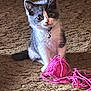 kitten, cat, gray_and_white, yarn, pink, ball_of_yarn, carpet, indoor, pet, cute, playful, collar, bell, fur, whiskers, sitting, young_cat, animal, domestic_cat, curious