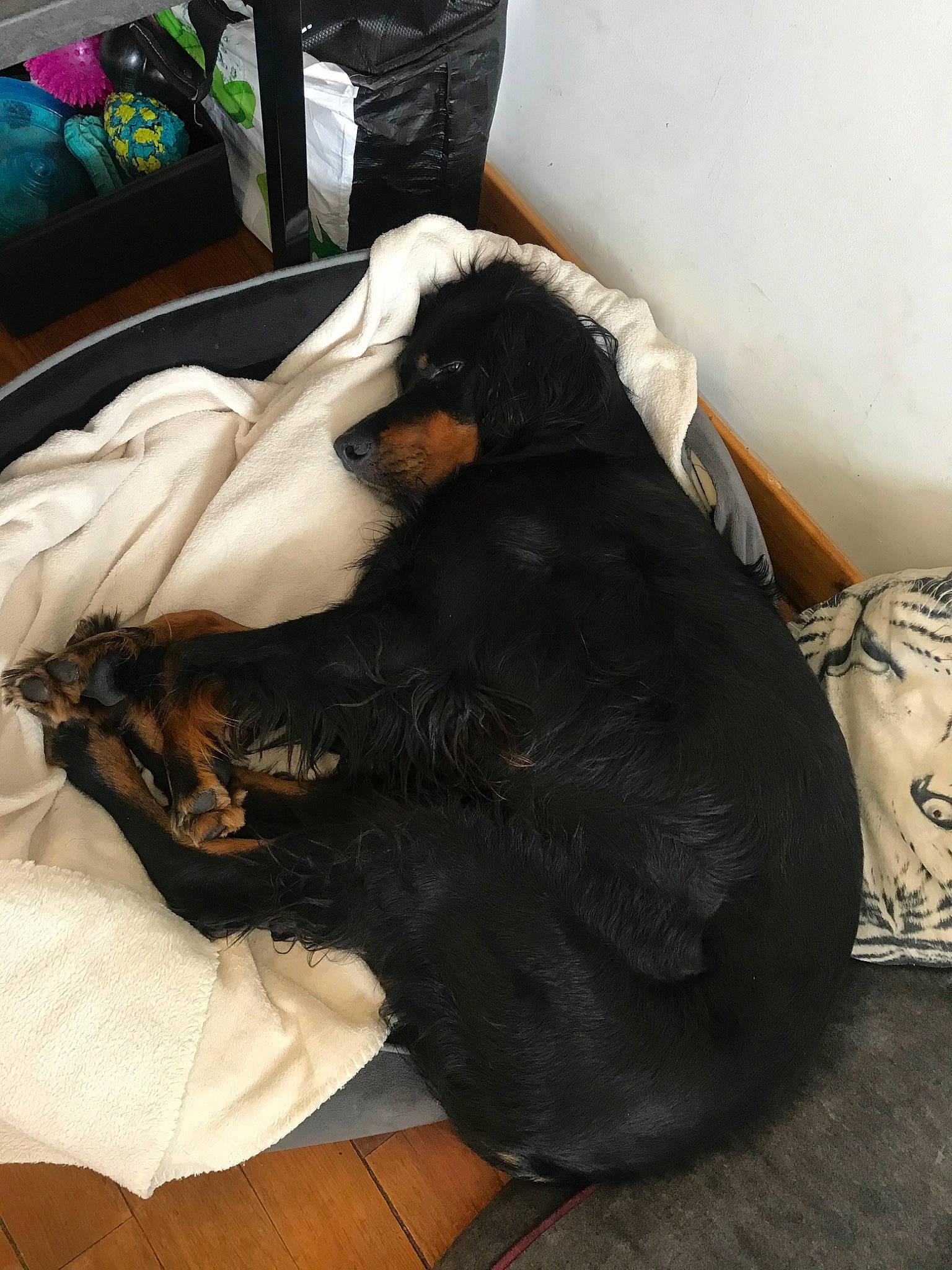 Balto participe au concours pour gagner de l'argent avec cette photo : canidae, carnivore, comfort, companion_dog, dog, dog_breed, fur, guard_dog, nap, sleep, sporting_group, tail