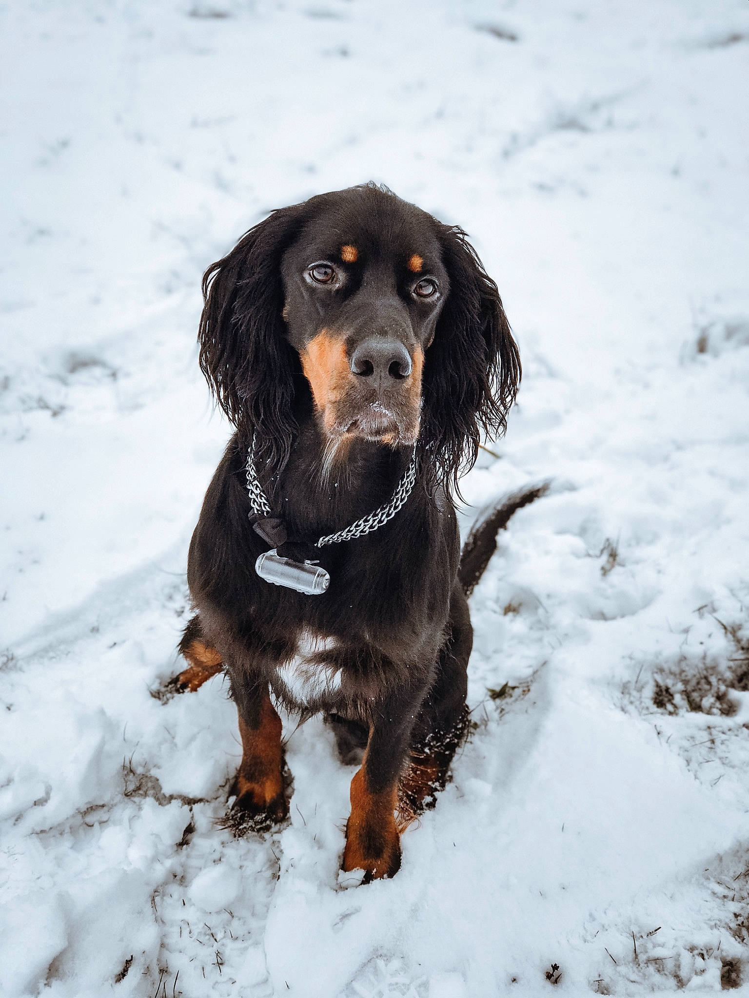 Balto participe au concours pour gagner de l'argent avec cette photo : boykin_spaniel, canidae, carnivore, cocker_spaniel, dog, dog_breed, english_cocker_spaniel, field_spaniel, german_spaniel, gordon_setter, hunting_dog, mammal, rare_breed_dog, retriever, setter, snout, snow, spaniel, sporting_group, vertebrate