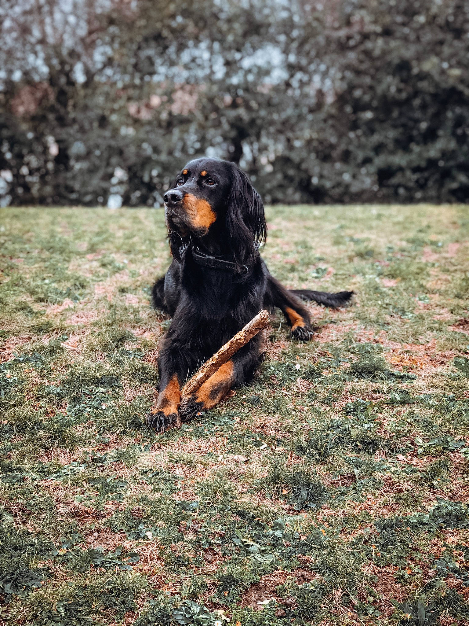 Balto participe au concours pour gagner de l'argent avec cette photo : canidae, carnivore, companion_dog, dog, dog_breed, gordon_setter, grass, mammal, setter, sporting_group