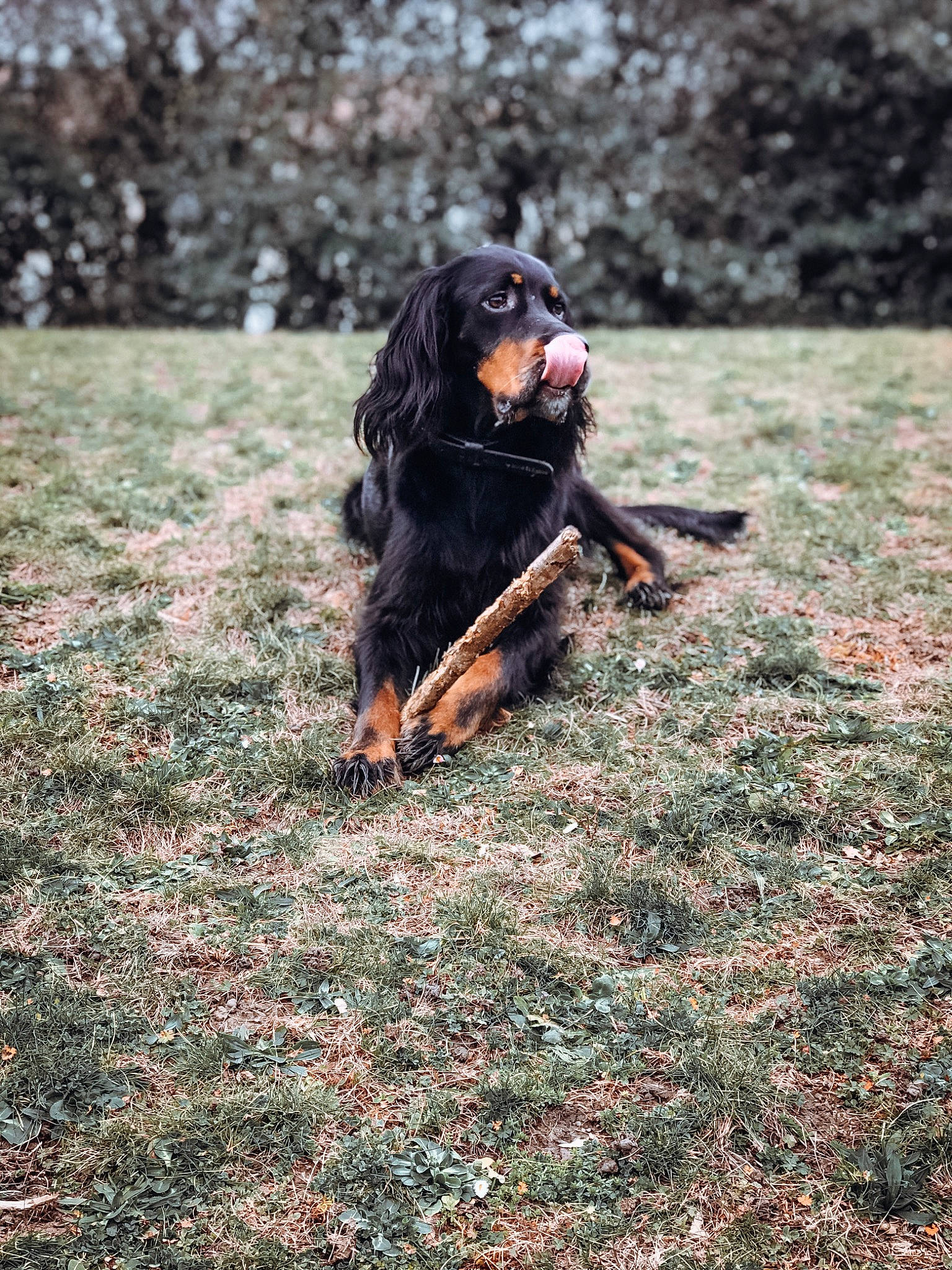 Balto participe au concours pour gagner de l'argent avec cette photo : canidae, carnivore, companion_dog, dog, dog_breed, gordon_setter, grass, hunting_dog, mammal, setter, sporting_group, vertebrate