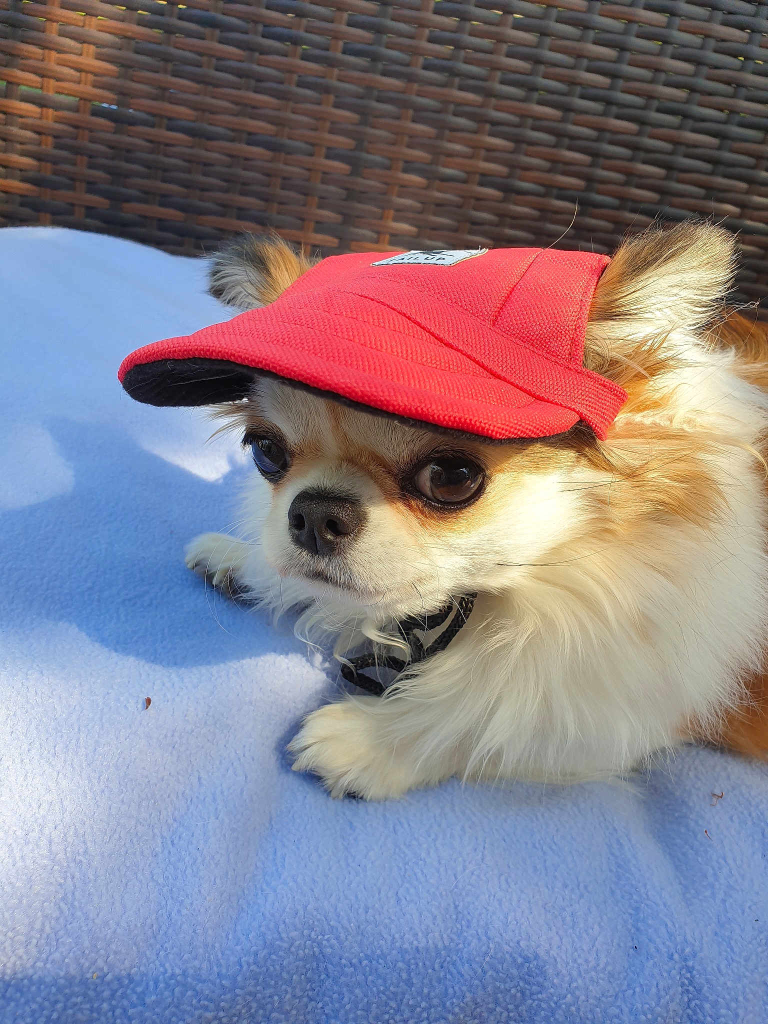 Chipie