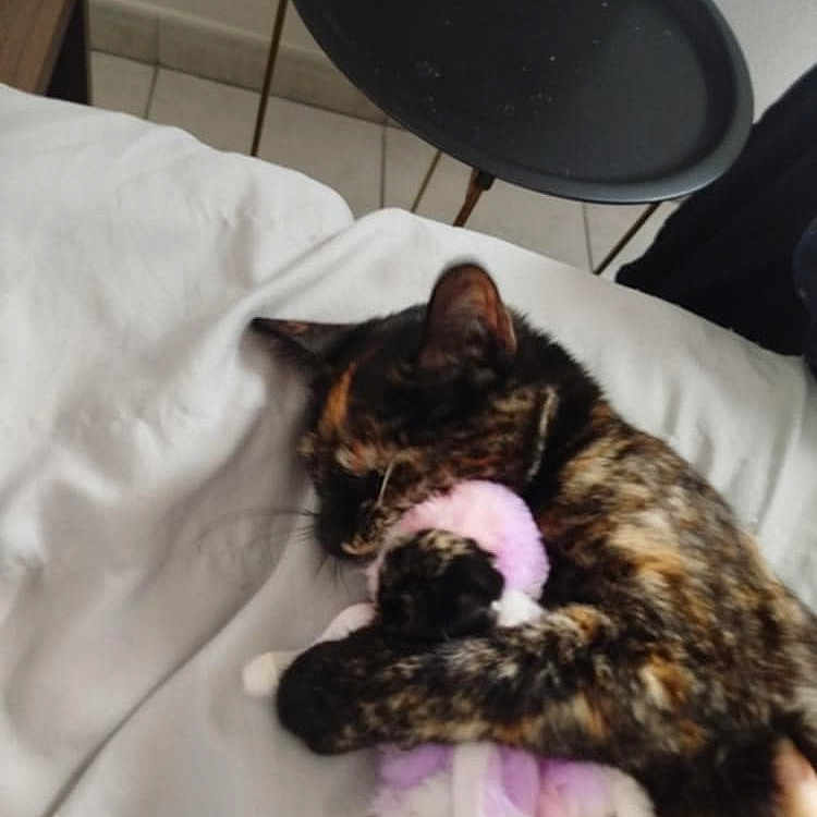 Calliope a rejoint le concours — aidez-le/la à gagner de superbes lots ! animal, bed, blanket, canine, cat, couch, cushion, dog, electronics, face, furniture, head, homedecor, indoors, interiordesign, kitten, person, pet, photography, sleeping