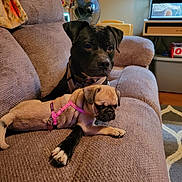 Hades And Lola joined the competition — help win amazing prizes! animal, black_dog, canine, companion, couch, cozy, cute, dog, domestic_animal, fawn_pug, friendship, fur, harness, indoor, living_room, pet, pug, puppy, relaxed, resting