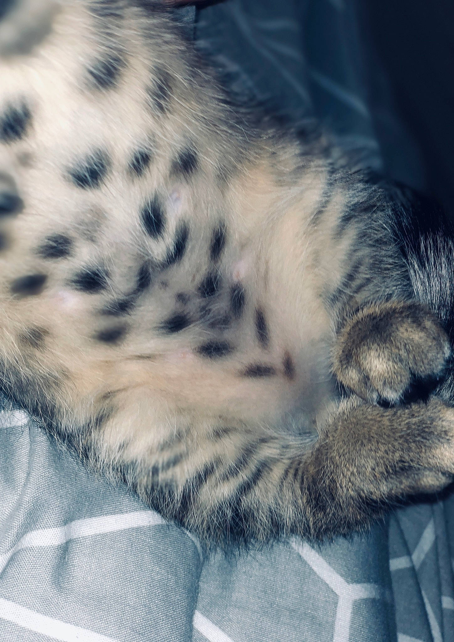 Snoop a rejoint le concours — aidez-le/la à gagner de superbes lots ! big_cats, carnivore, cat, close_up, cloud, fawn, felidae, grey, leopard, mammal, organism, pattern, sky, small_to_medium_sized_cats, snout, snow_leopard, terrestrial_animal, textile, vertebrate, whiskers