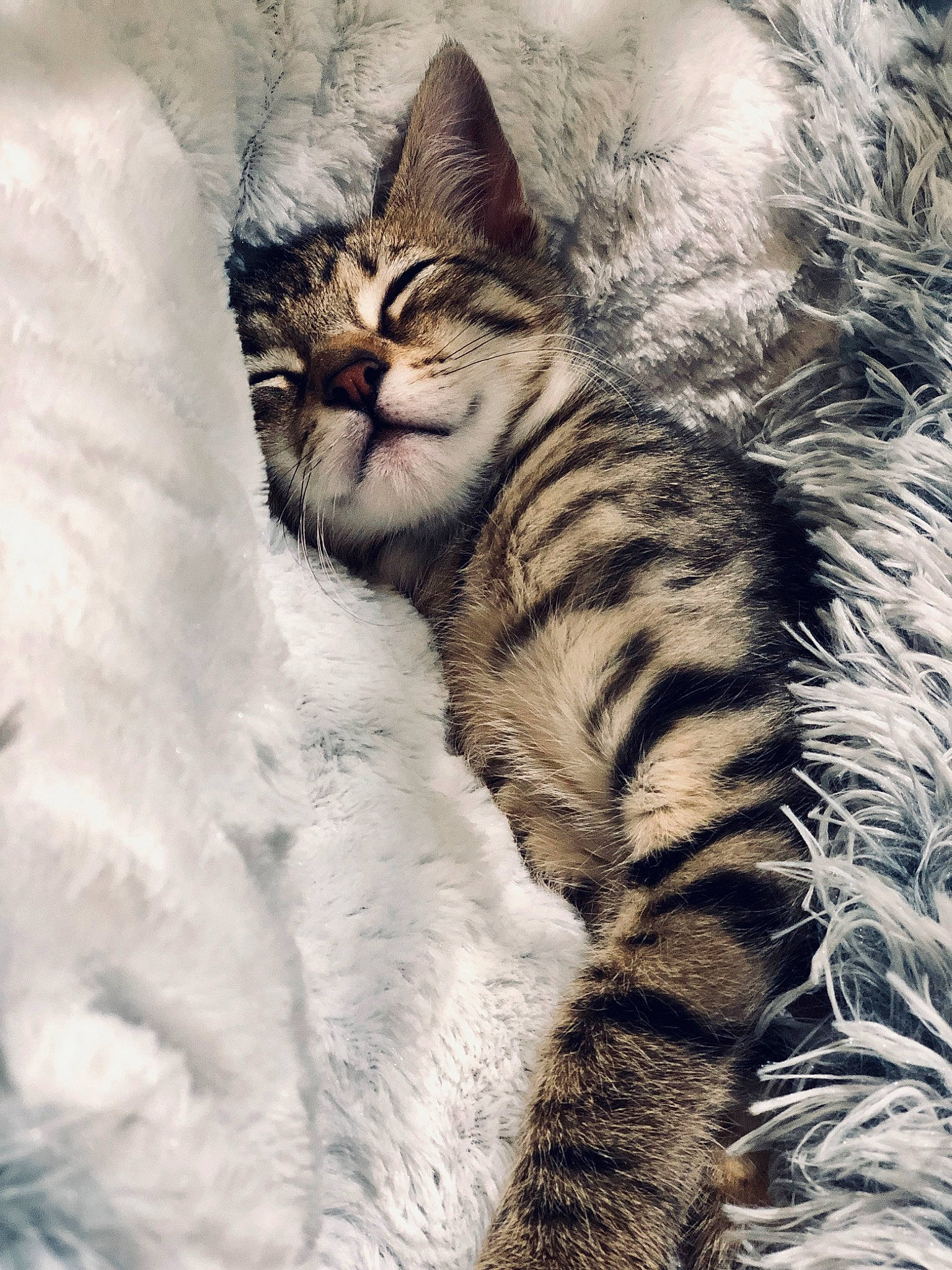 Snoop a rejoint le concours — aidez-le/la à gagner de superbes lots ! carnivore, cat, claw, comfort, domestic_short_haired_cat, eye, fawn, felidae, freezing, iris, paw, plant, small_to_medium_sized_cats, snout, snow, tail, terrestrial_animal, tree, whiskers, wildlife