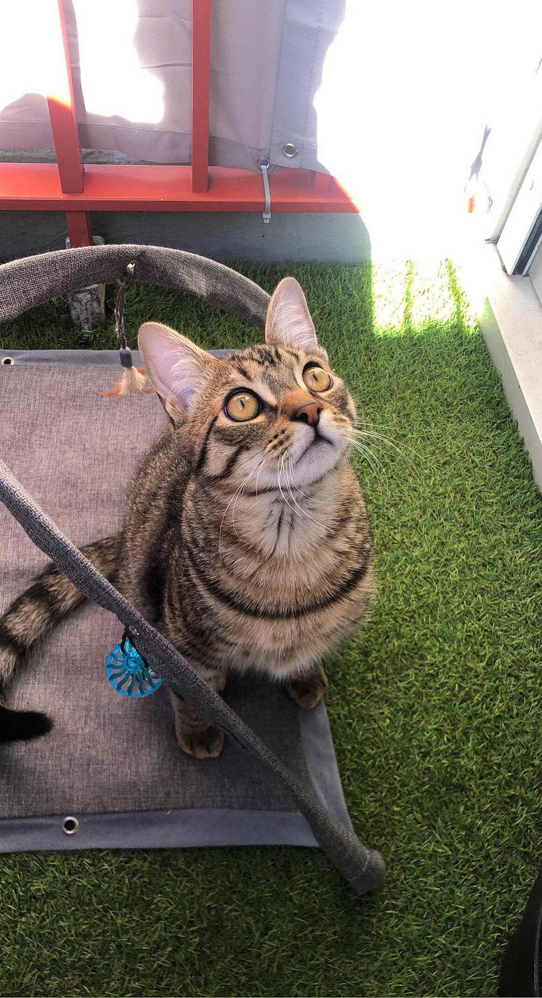 Snoop participe au concours pour gagner de l'argent avec cette photo : automotive_exterior, carnivore, cat, domestic_short_haired_cat, felidae, flooring, fur, grass, metal, motor_vehicle, plant, sitting, small_to_medium_sized_cats, snout, tail, vehicle_door, whiskers