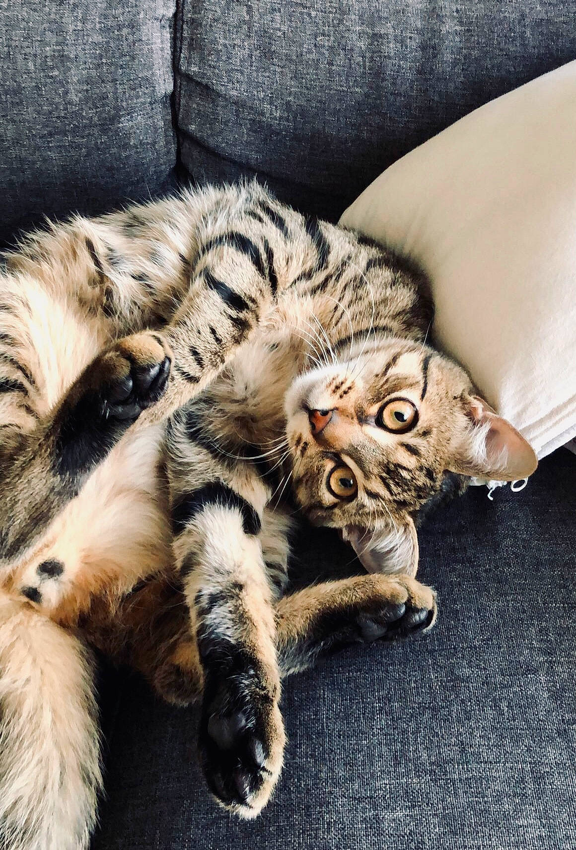 Snoop participe au concours pour gagner de l'argent avec cette photo : carnivore, cat, claw, comfort, domestic_short_haired_cat, felidae, foot, fur, mammal, metal, nap, paw, sitting, small_to_medium_sized_cats, snout, tail, terrestrial_animal, vertebrate, whiskers, wildlife