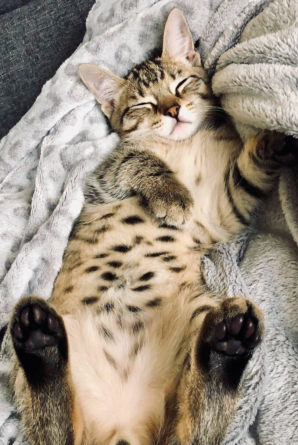 Snoop a rejoint le concours — aidez-le/la à gagner de superbes lots ! big_cats, carnivore, cat, cat_bed, claw, comfort, domestic_short_haired_cat, fawn, felidae, fur, nap, paw, sleep, small_to_medium_sized_cats, snout, tail, terrestrial_animal, whiskers, wildlife