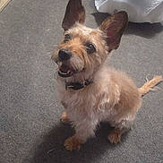 Maxx joined the competition — help win amazing prizes! dog, terrier, small_dog, sitting, indoors, carpet, brown_fur, tan_fur, long_ears, pointy_ears, fluffy, collar, black_collar, open_mouth, smiling, teeth, looking_at_camera, tail, floor, tissue