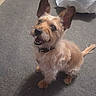 dog, terrier, small_dog, sitting, indoors, carpet, brown_fur, tan_fur, long_ears, pointy_ears, fluffy, collar, black_collar, open_mouth, smiling, teeth, looking_at_camera, tail, floor, tissue