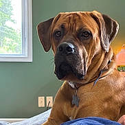 Taz joined the competition — help win amazing prizes! dog, boxer, brown_dog, pet, portrait, close_up, sitting, indoors, bed, blanket, collar, dog_tag, window, green_wall, home, brown_fur, floppy_ears, wrinkled_face, looking_at_camera, natural_light