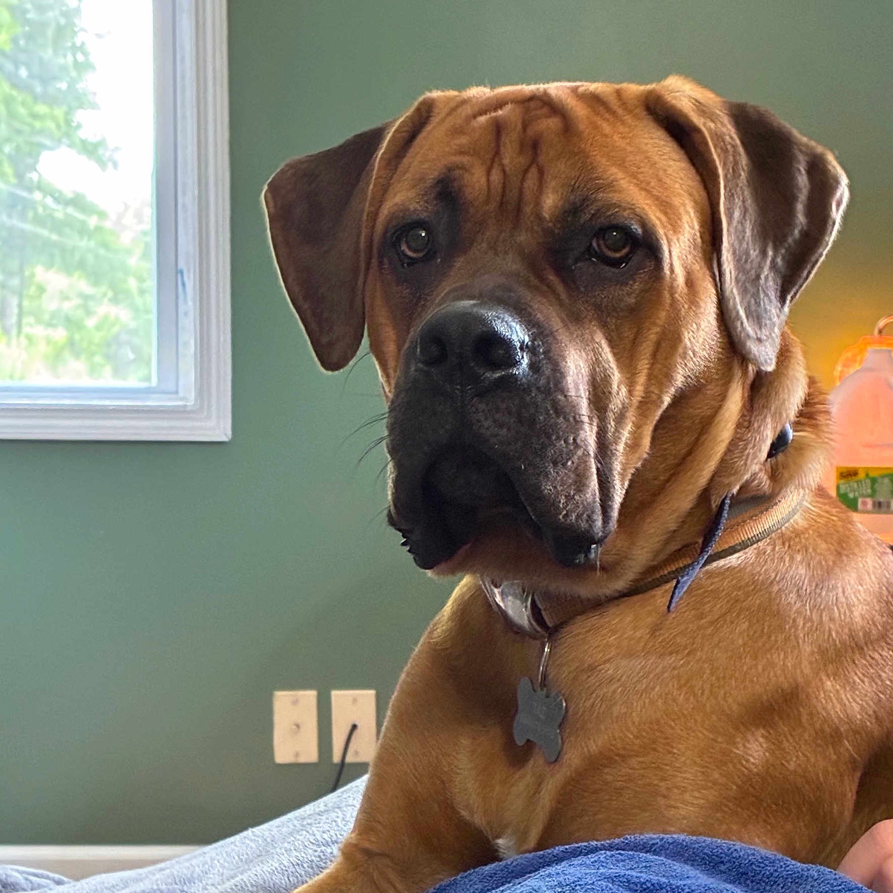 Taz joined the competition — help win amazing prizes! dog, boxer, brown_dog, pet, portrait, close_up, sitting, indoors, bed, blanket, collar, dog_tag, window, green_wall, home, brown_fur, floppy_ears, wrinkled_face, looking_at_camera, natural_light